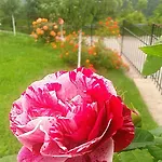 Rupcovoto Holiday home Smolyan
